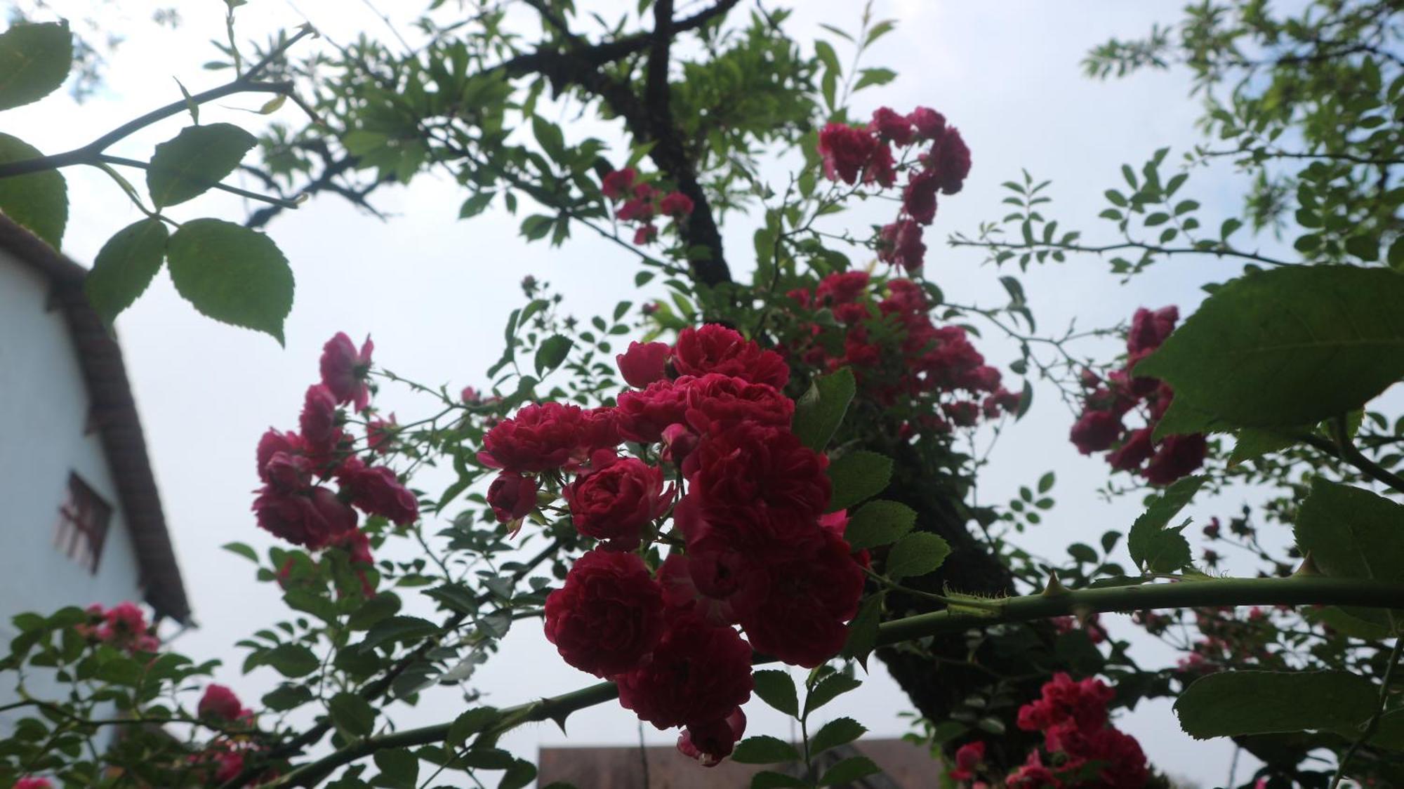 May Nui Homestay ซาปา ภายนอก รูปภาพ